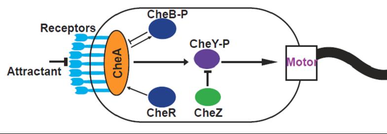 chemotaxis.jpg