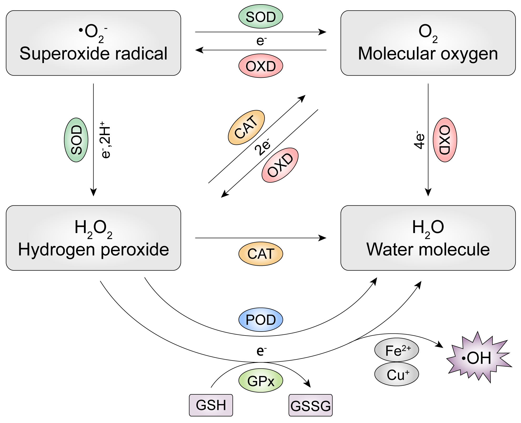 Figure Enzyme-2-1-01.png