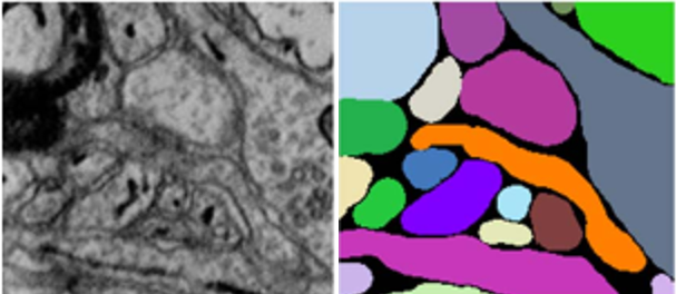 cai-BioSam.png