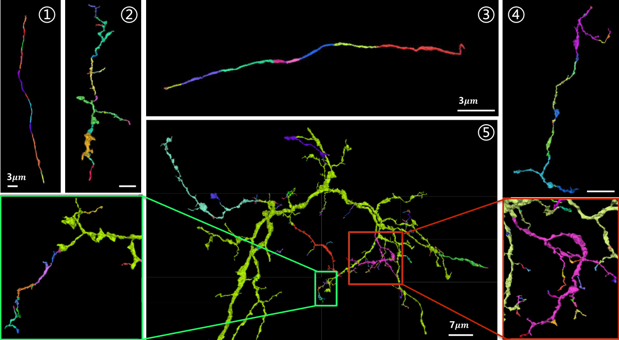 tmi-26-neuron growth.png